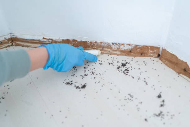 Best Affordable Pest Control Services  in Niverville, NY